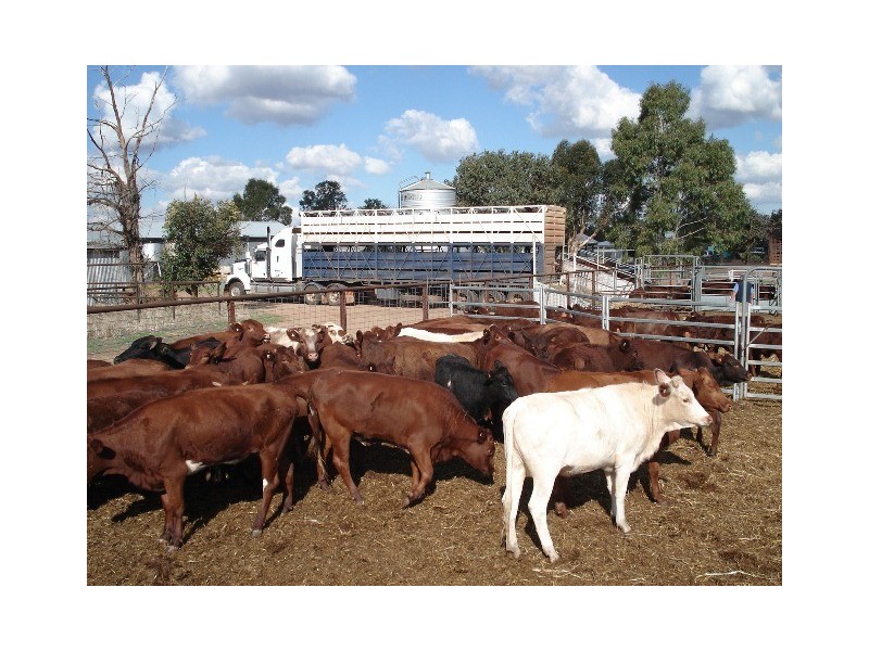 ‘Prenti Downs’ Station, Wiluna WA 6646