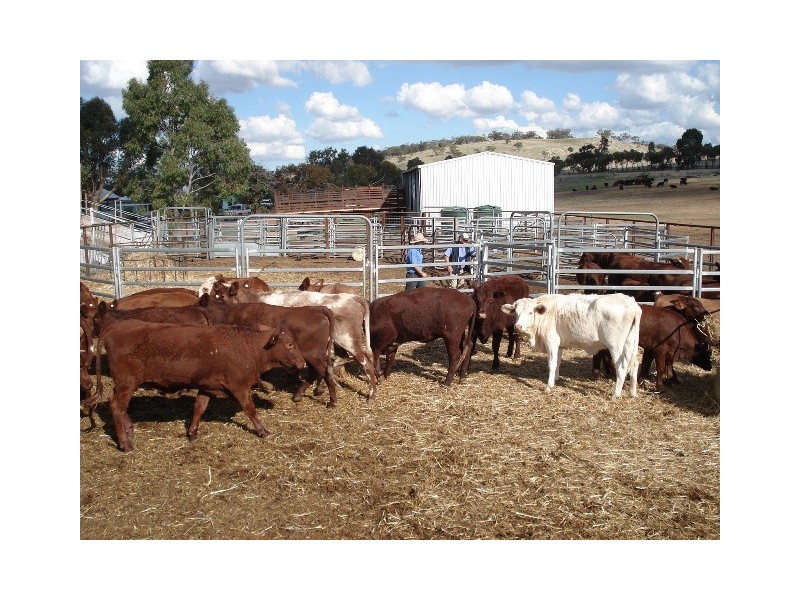 ‘Prenti Downs’ Station, Wiluna WA 6646