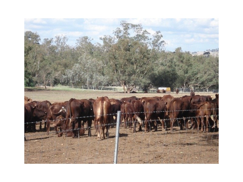 ‘Prenti Downs’ Station, Wiluna WA 6646