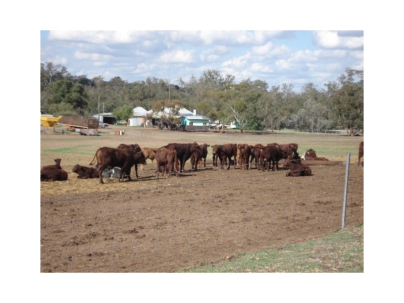 ‘Prenti Downs’ Station, Wiluna WA 6646
