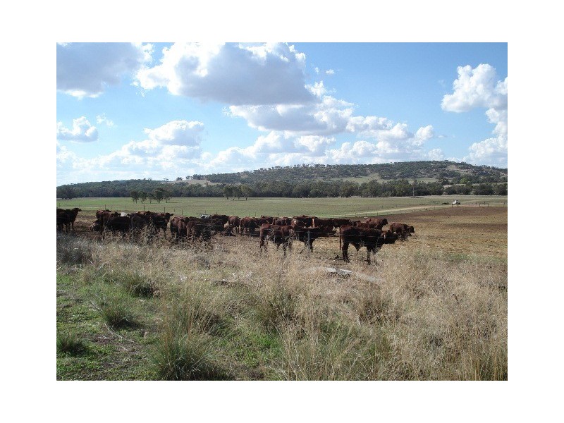 ‘Prenti Downs’ Station, Wiluna WA 6646