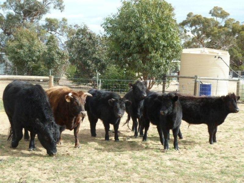 4091 Cunderdin – Quairading Road, Quairading WA 6383