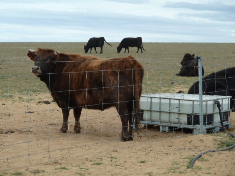 4091 Cunderdin – Quairading Road, Quairading WA 6383