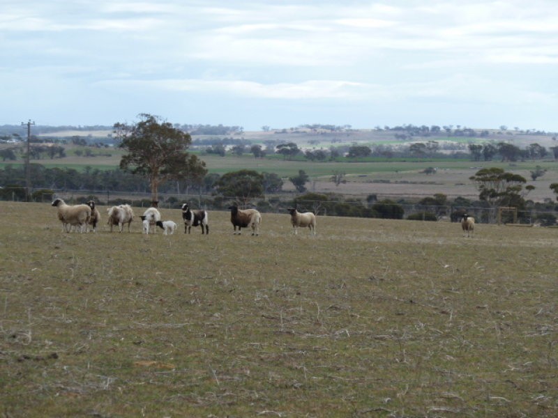 4091 Cunderdin – Quairading Road, Quairading WA 6383