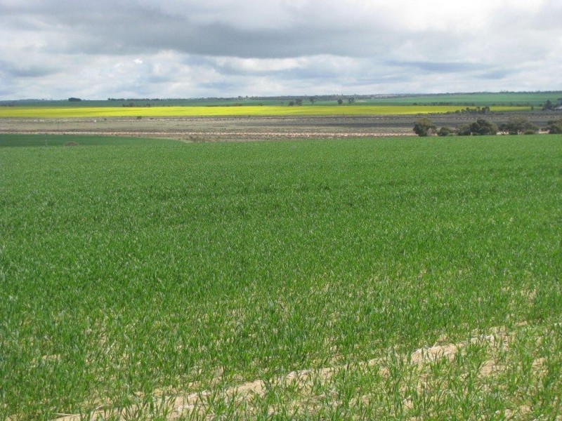 ‘Annean Farm’, Ballidu WA 6606