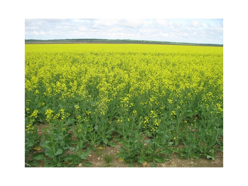 ‘Annean Farm’, Ballidu WA 6606