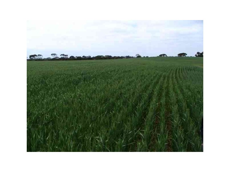 ‘Norms’ Badger Road, Pingrup WA 6343