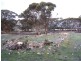 ‘Darjeeling’ 1126 Gleeson Road, Ongerup WA 6336