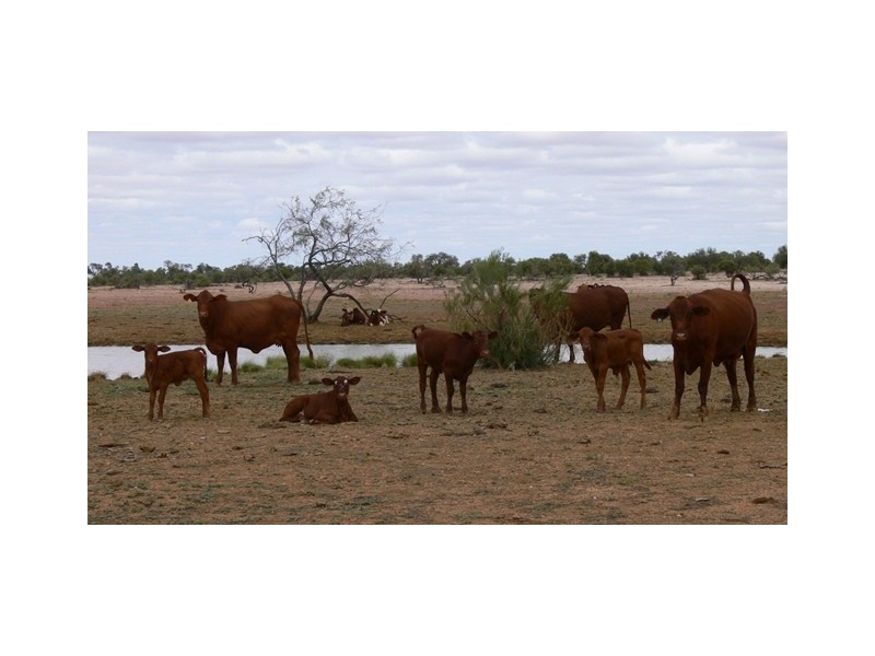 ‘Eudamullah Station’, Carnarvon WA 6701