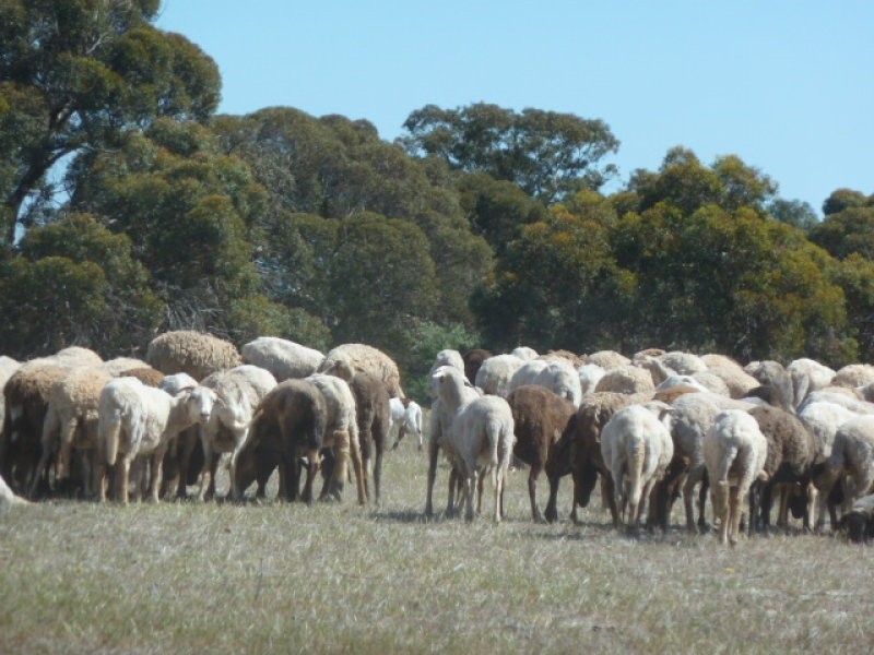Lot 202 Maitland Road, Beverley WA 6304