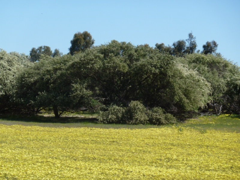 Lot 202 Maitland Road, Beverley WA 6304