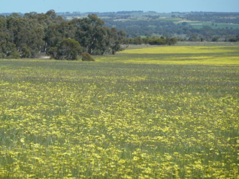 Lot 202 Maitland Road, Beverley WA 6304