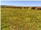 Badgingarra WA 6521