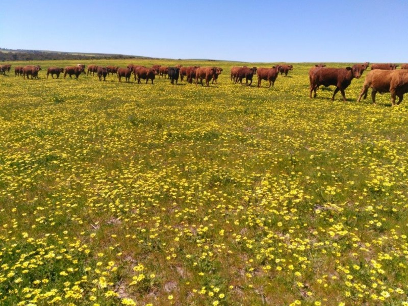 Badgingarra WA 6521