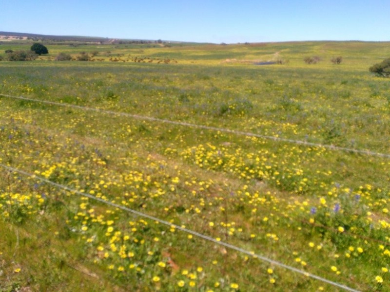 Badgingarra WA 6521