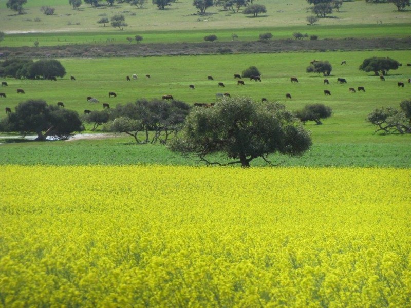 Badgingarra WA 6521
