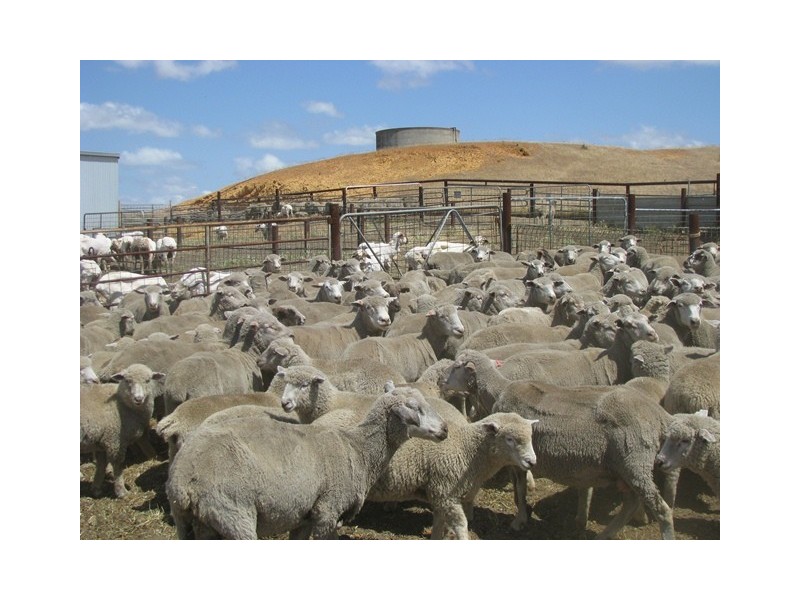 Badgingarra WA 6521