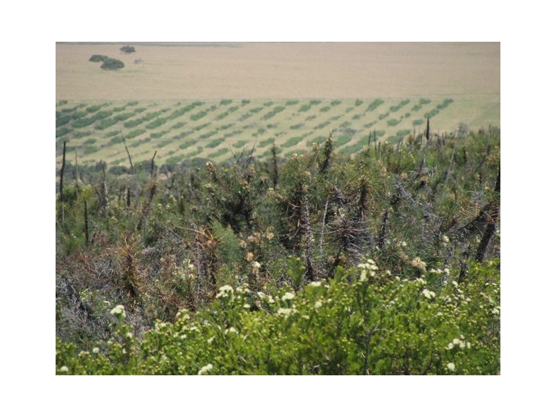 Badgingarra WA 6521
