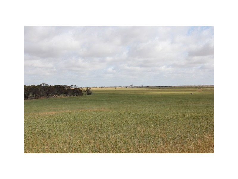 ‘Pinegrove’ 638 Ballidu South East Road, Ballidu WA 6606