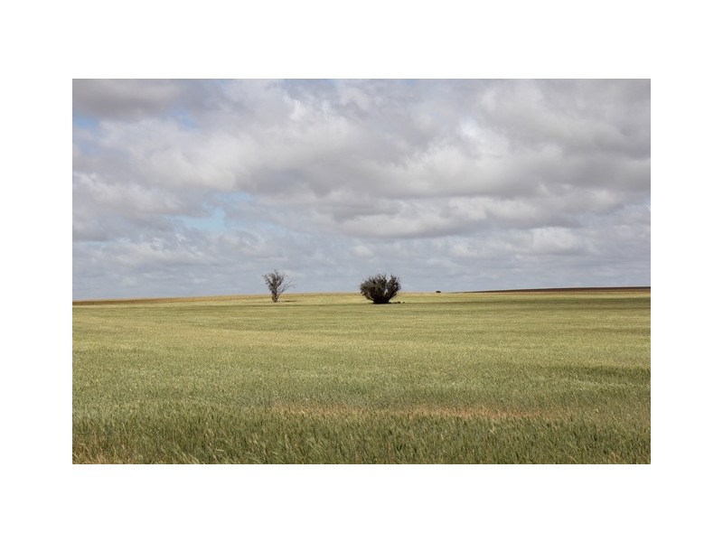 ‘Pinegrove’ 638 Ballidu South East Road, Ballidu WA 6606