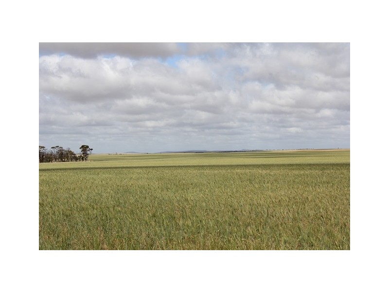 ‘Pinegrove’ 638 Ballidu South East Road, Ballidu WA 6606