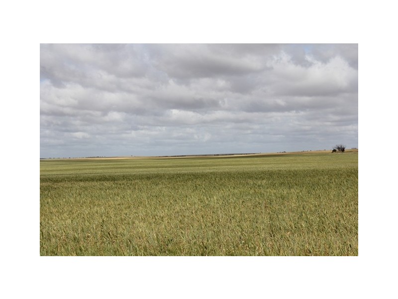 ‘Pinegrove’ 638 Ballidu South East Road, Ballidu WA 6606