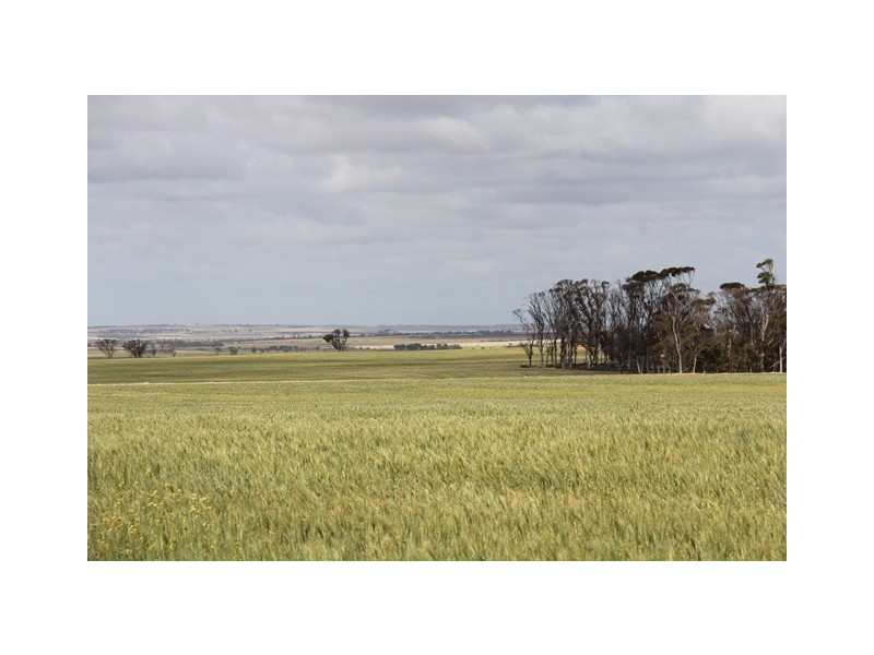 ‘Pinegrove’ 638 Ballidu South East Road, Ballidu WA 6606