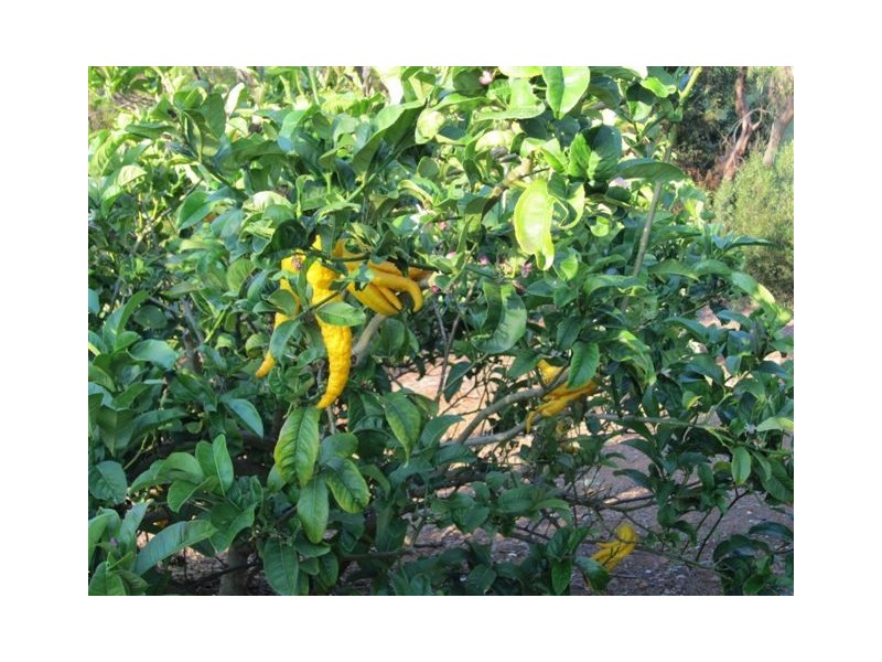 Lot 5 Blackwood Park Road, Bridgetown WA 6255