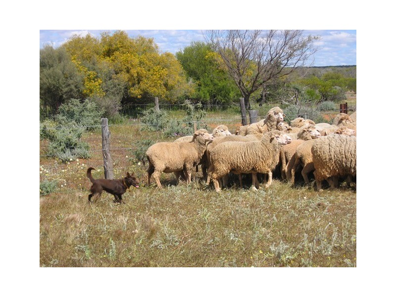 ‘Wandina Station’, Mullewa WA 6630
