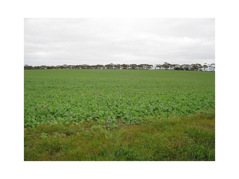 ‘Truslove Farm’ Truslove Road, Grass Patch WA 6446