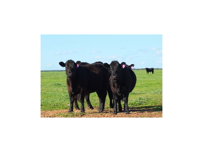 ‘Rancho West’ 3587 Merivale Road, Condingup WA 6450