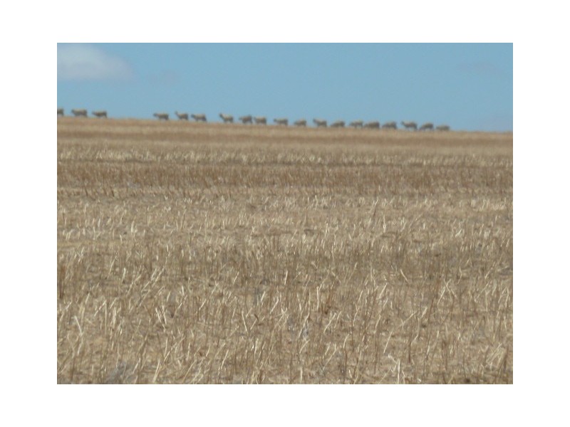 ‘Moloneys’ Bruce Rock Road, Badjaling WA 6383