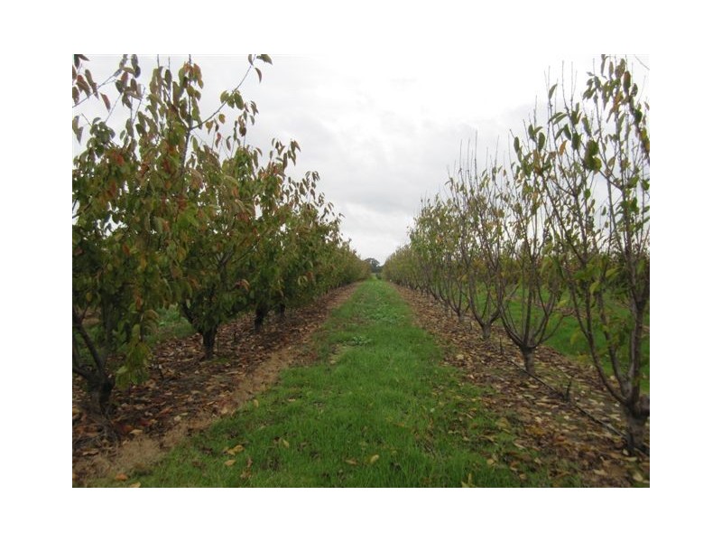 37 Lintott Street, Manjimup WA 6258