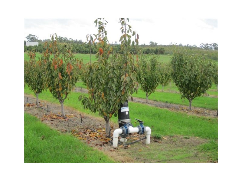 37 Lintott Street, Manjimup WA 6258