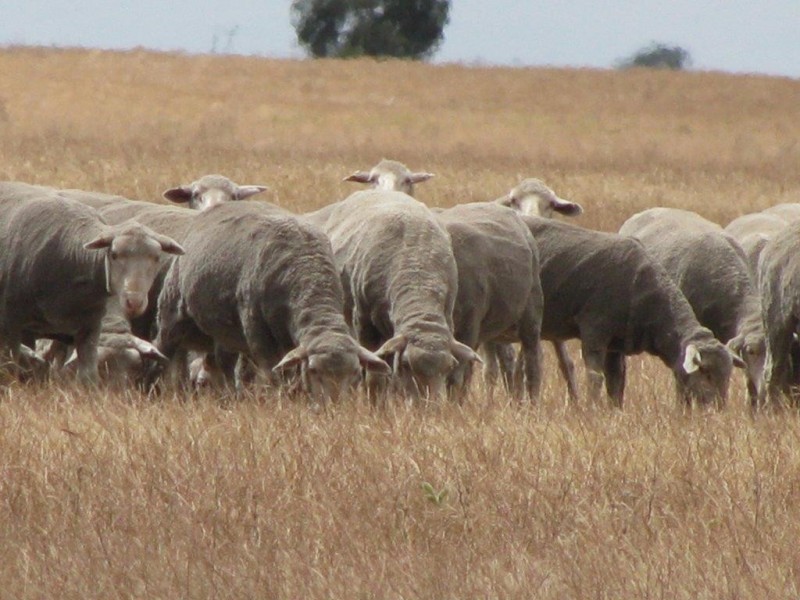 ‘Mindalong’ 452 Brand Mudge Road, Eganu WA 6515