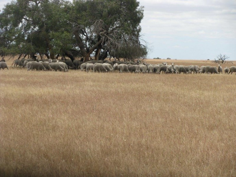 ‘Mindalong’ 452 Brand Mudge Road, Eganu WA 6515