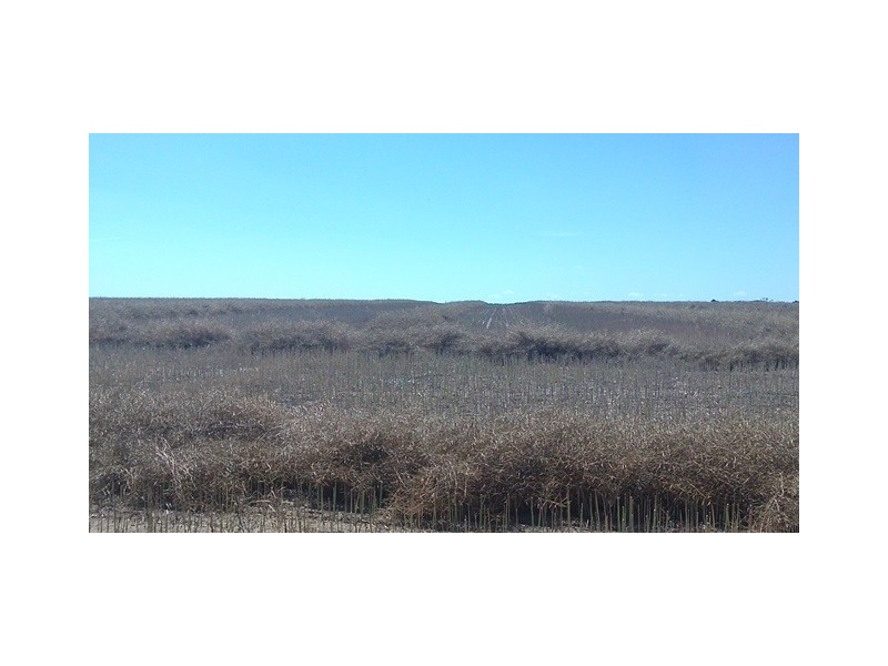 . ”Berggruen Farms”, Mount Madden WA 6356