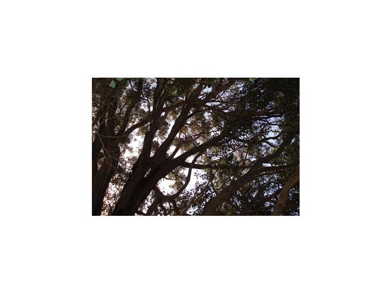 Lot 11 Rokewood Heights, Bridgetown WA 6255