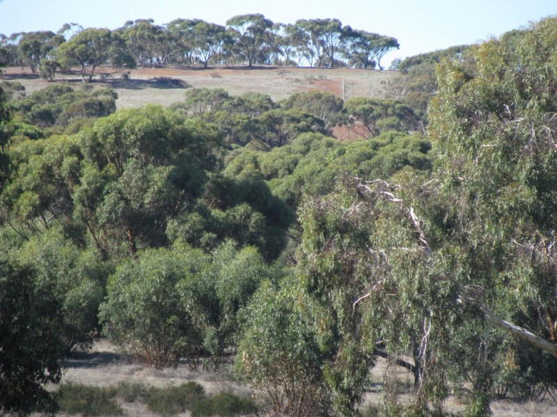 Lot 11 Cantabilling Road, Hill River WA 6521