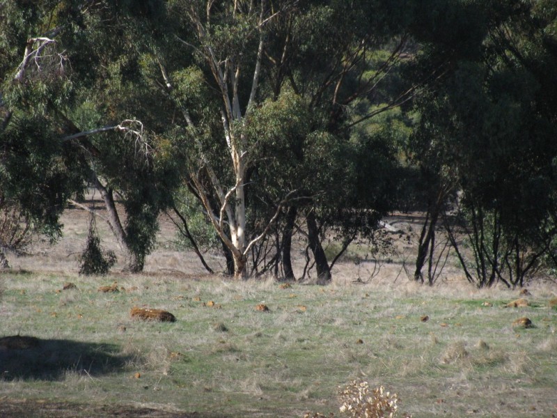 Lot 11 Cantabilling Road, Hill River WA 6521