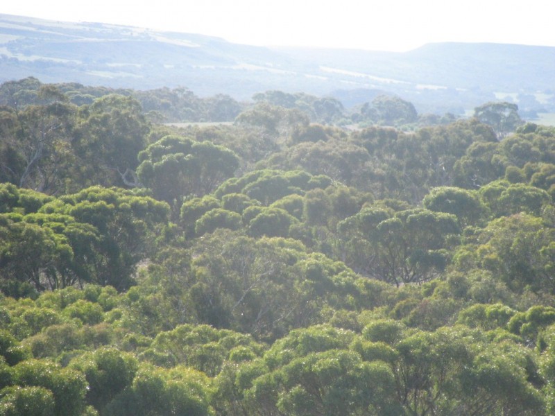 Lot 11 Cantabilling Road, Hill River WA 6521