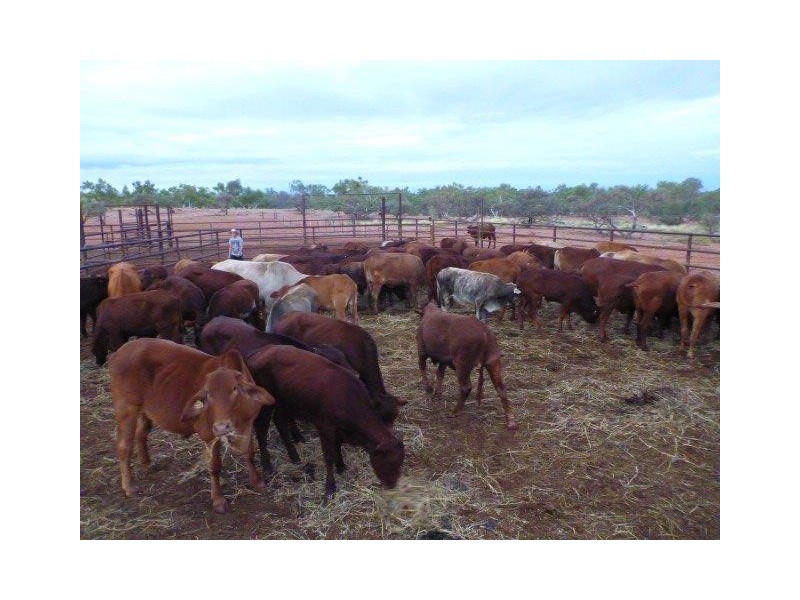 ‘Emu Creek Station’, Yannarie WA 6710