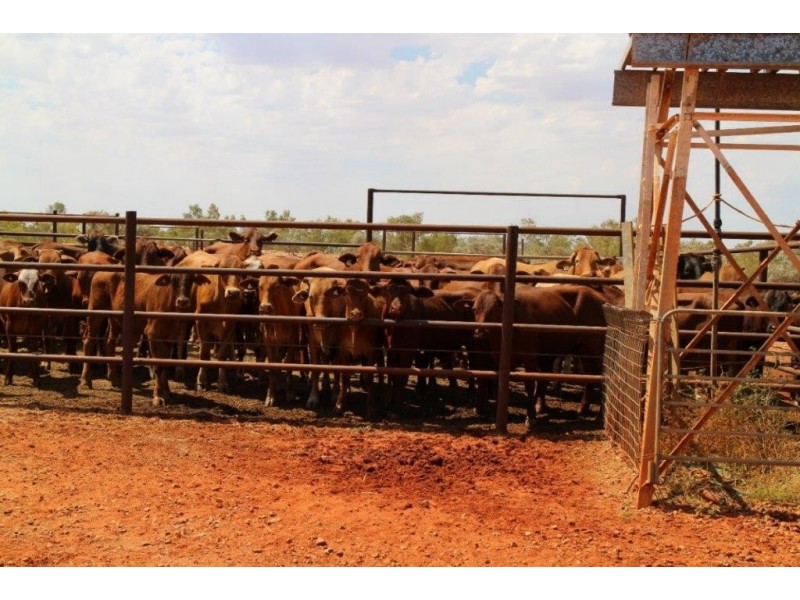 ‘Emu Creek Station’, Yannarie WA 6710