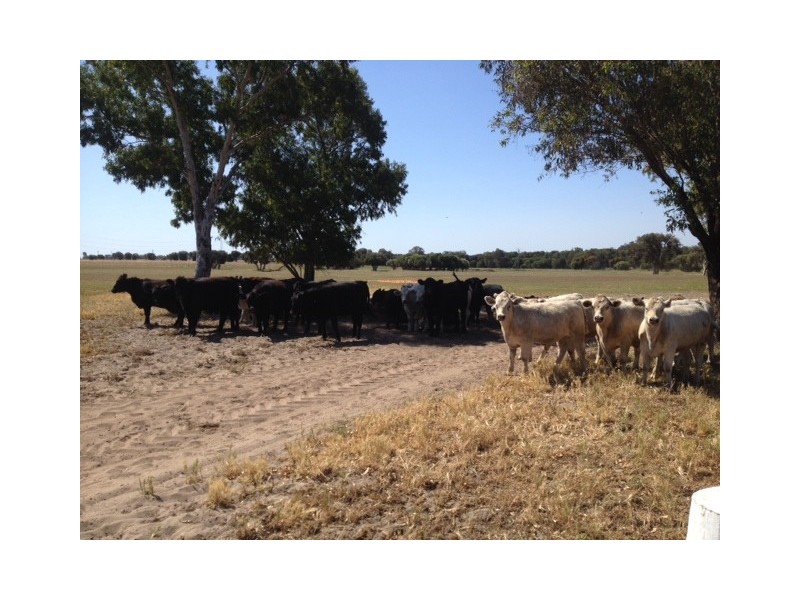 481 Gingin Brook Road, Gingin WA 6503