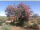. ‘Melangata Station’ via, Yalgoo WA 6635