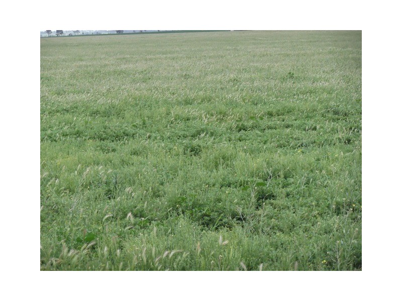 . ‘Nalinga’, Gabbin WA 6476