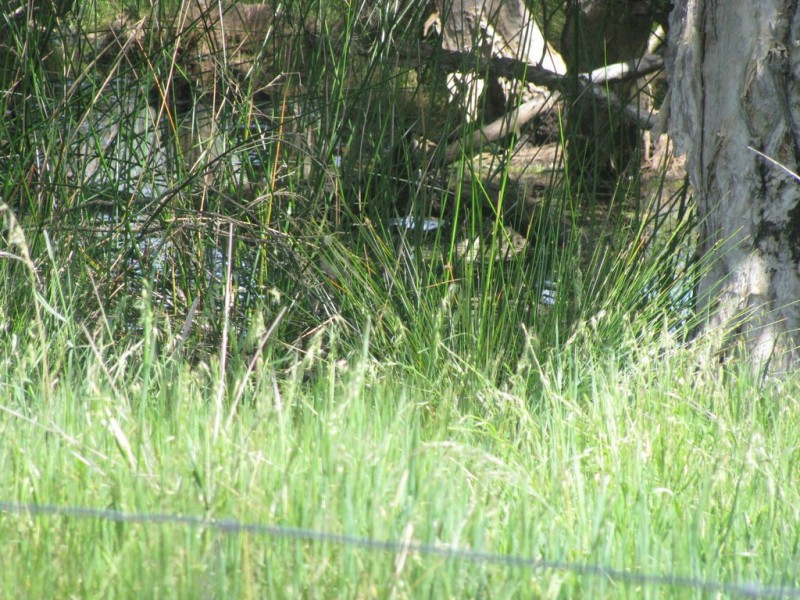 460 Nylagarda Road, Badgingarra WA 6521