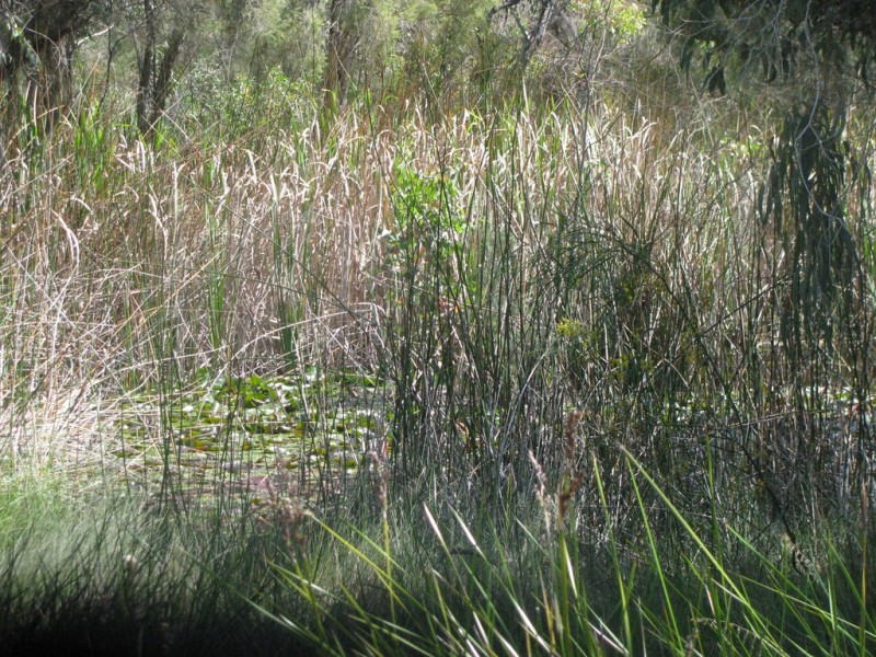 460 Nylagarda Road, Badgingarra WA 6521