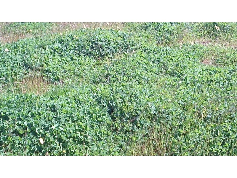 Lot 1555 Coomalbidgup Road, Coomalbidgup WA 6450