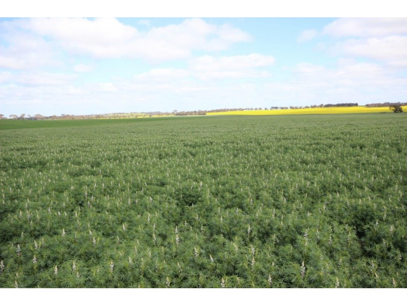 . Dongolocking Road, Wagin WA 6315